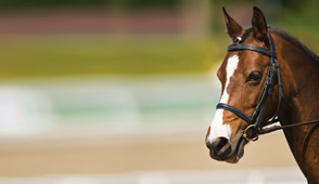 New Zealand Equine Dentistry provides an experienced team of equine dentists New Zealand wide